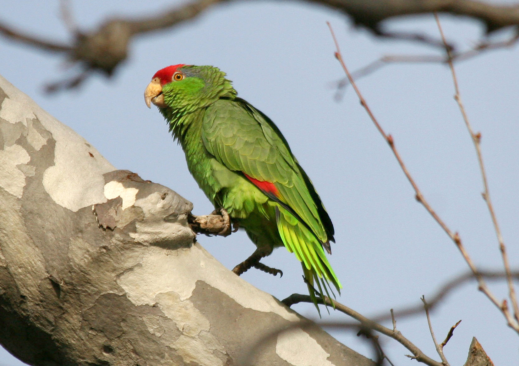 Red-crowned Parrot, Amazona viridigenalis